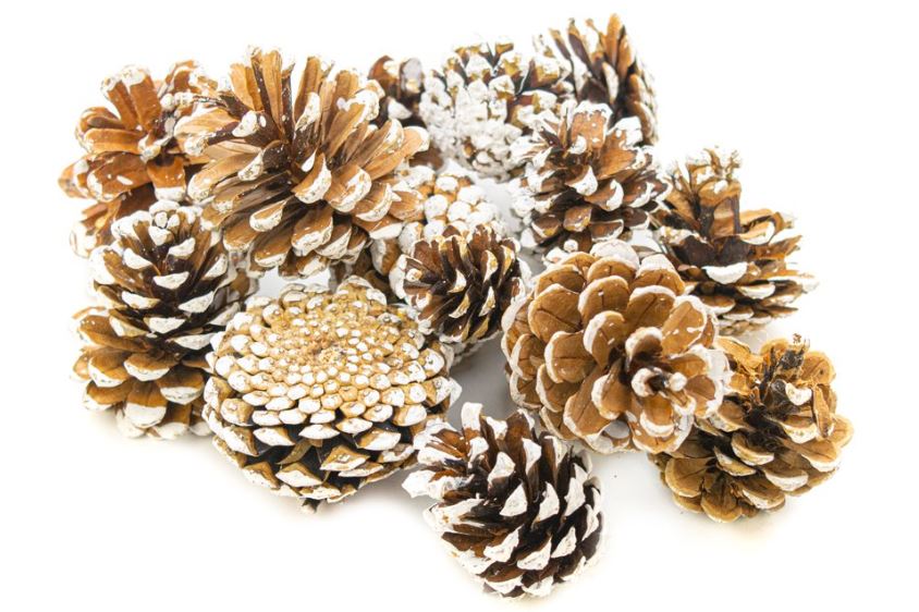 Assorted White Tipped Pine Cones 250gm